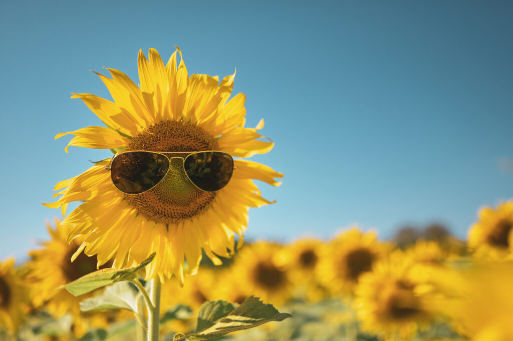 Sunflower wearing sunglasses with smile face