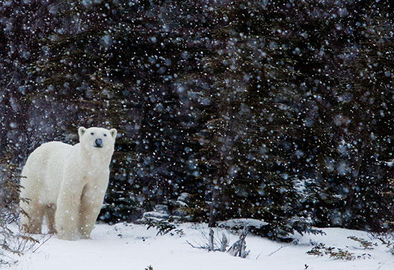 A strong and noble polar bear stands in a snow storm, symbolizing great courage and determination for all those addicted to alcohol looking to recover